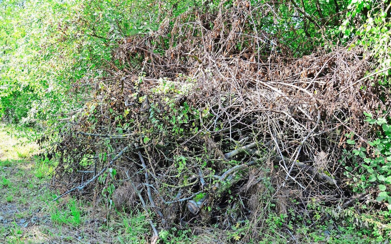 Abgeschnittene Äste kann man am Rand der Hecke aufstapeln. Damit lässt sich auch ausschlagender Hasel kontrollieren.