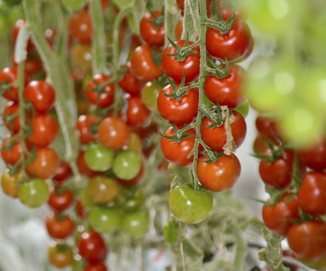 Die Tomaten bestechen durch Aussehen und Geschmack. (Bilder Andrea Gysin)