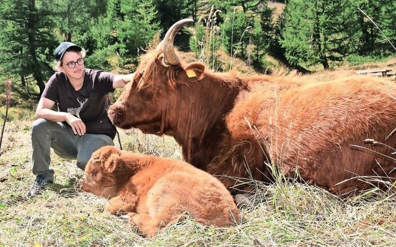 Sandra Wyer-Supersaxo ist begeistert von ihren «Schotten». Diese kommen mit kargerem Futter gut über die Runden und lassen sich von den vielen Wanderern nicht aus der Ruhe bringen.