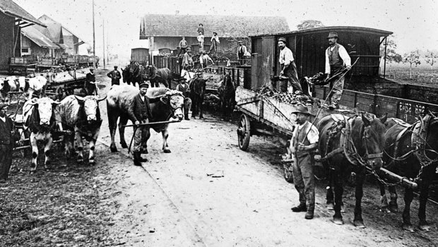 Mit dem Zugtier auf den Zug: Dank Tieren spielte die Landwirtschaft eine wichtige Rolle im Transportwesen.