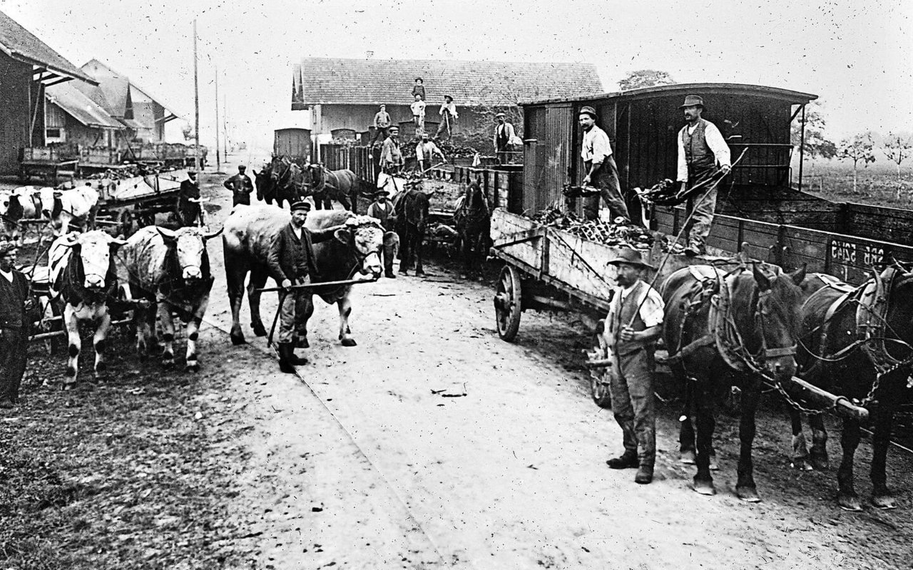 Mit dem Zugtier auf den Zug: Dank Tieren spielte die Landwirtschaft eine wichtige Rolle im Transportwesen.