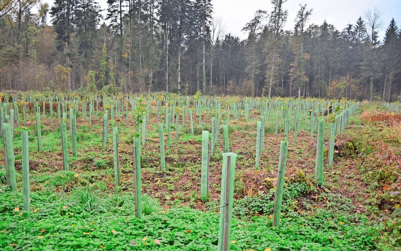 Auf einer Fläche von 1,8 ha wurden 3700 Eichen und 300 Kirschbäume gepflanzt. Wegen Wildverbiss sind die Bäume geschützt. 