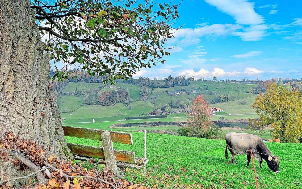 Lieblingsplatz der Bäuerin auf dem Betrieb: Bänkli unter einer alten Linde. Hier hat das Betriebsleiterpaar geheiratet und hier wurden die vier Kinder getauft.