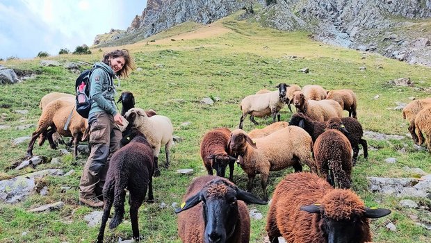 Agroscope-Forscherin Caren Pauler hat mit verschiedenen Tieren gearbeitet und festgestellt, dass Engadiner Schafe am besten geeignet sind, um offene Weiden nach der Verbuschung wiederherzustellen.