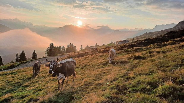 Magisches Gegenlicht: Solche unglaublichen Morgenstimmungen bieten sich uns auf der Alp Valpun. 