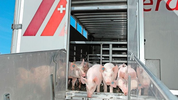 Vor dem Transport lohnt es sich, den Gesundheitszustand der Schweine nochmals zu prüfen. 