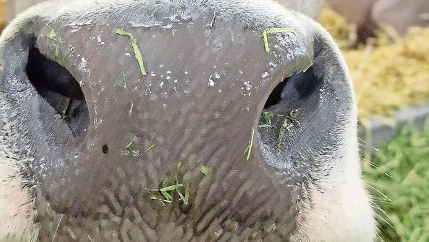 Flotzmäuler gut beobachten: Eines von mehreren Symptomen der Blauzunge sind Krusten auf der Nase.