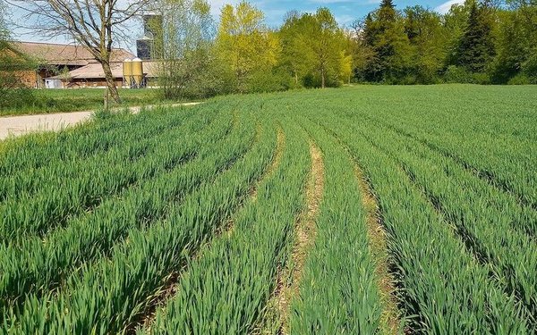 Getreide in weiten Reihen – das Neue - bauernzeitung.ch | BauernZeitung