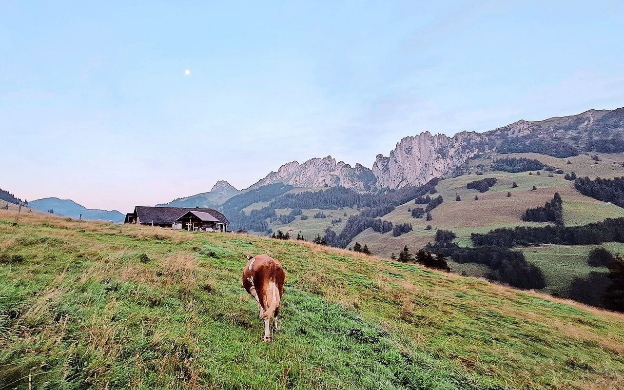 Nachdem Jolanda Wyttenbachs erster Arbeitstag direkt mit der Ernte des Ökoheus gestartet hatte, machte sie sich gemeinsam mit ihrer Lehrmeisterfamilie auf den Weg auf die Alp nach Zaggisboden. 