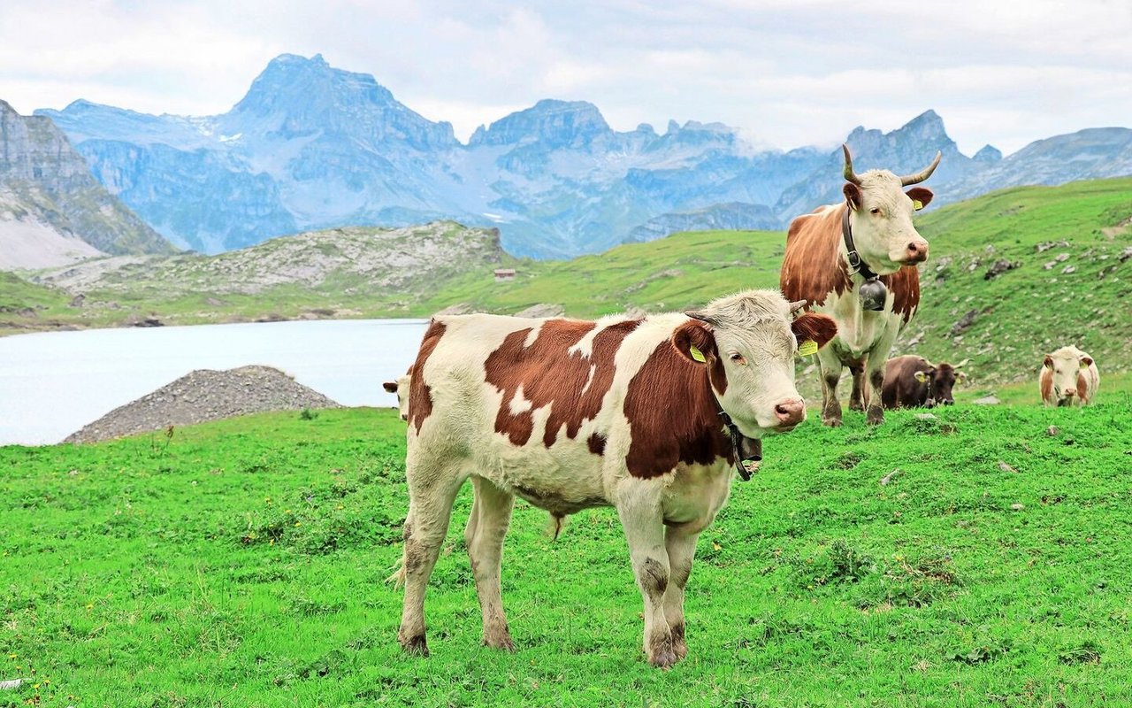 Die Schweiz könnte Gebiete ausscheiden, in denen der Erhalt der Alpwirtschaft als übergeordnetes öffentliches Interesse gilt – diesen Vorschlag bringt Rechtsprofessor Roland Norer ins Spiel. 
