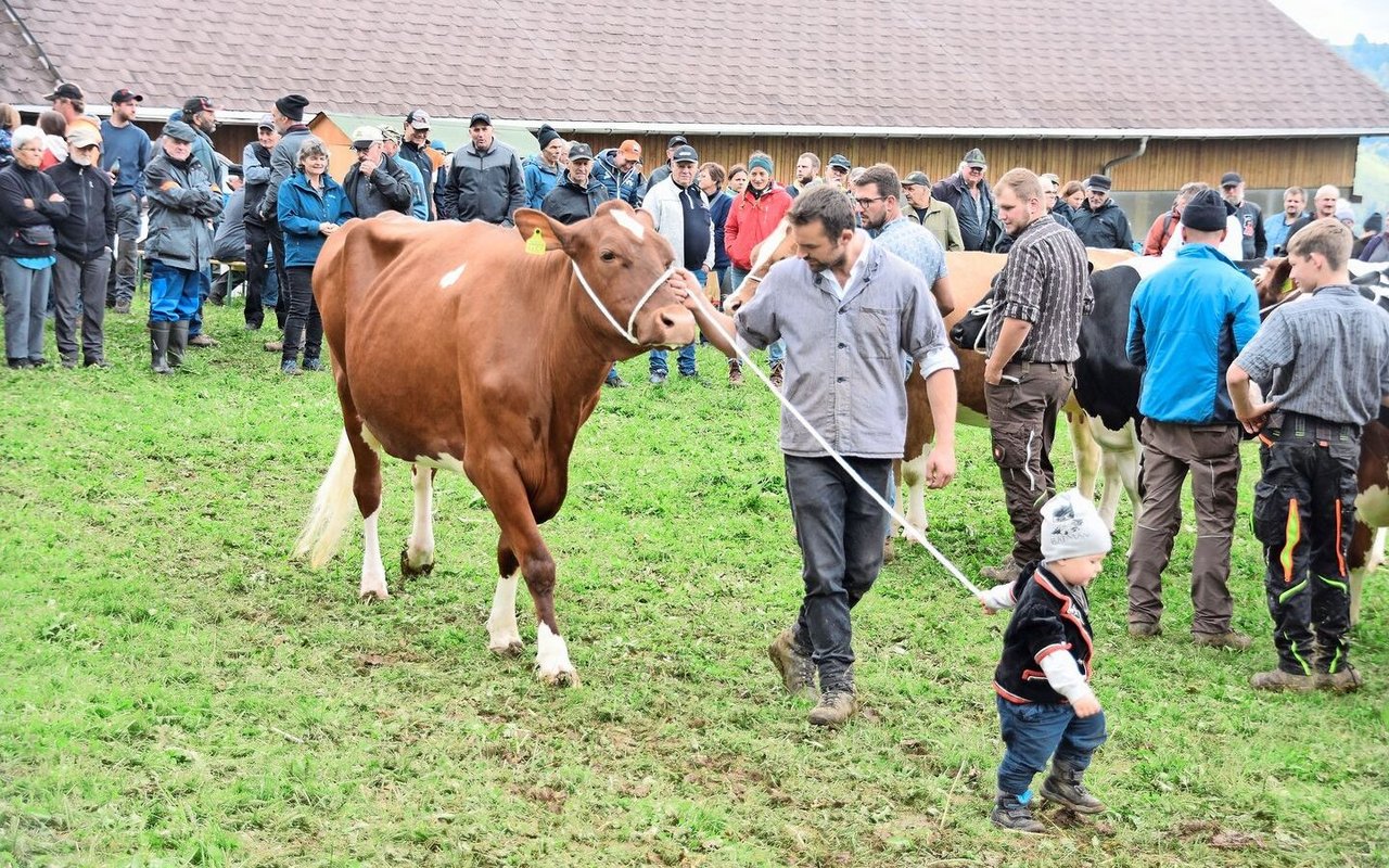 Die nächste Generation ist schon gesichert: Vater und Sohn Zemp beim Vorführen ihrer Kuh im Ring. 