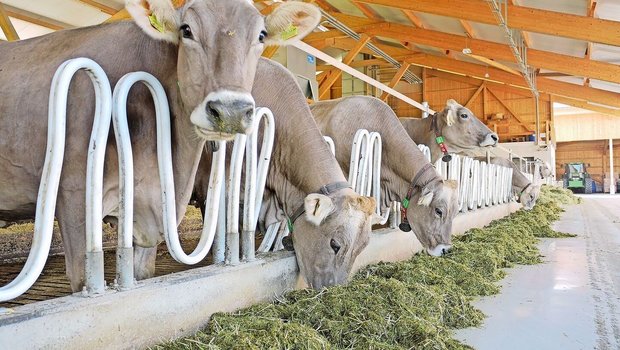 Wie es um die Fütterung steht, lässt sich nach der Milchkontrolle auf der Monatsinformation herauslesen.