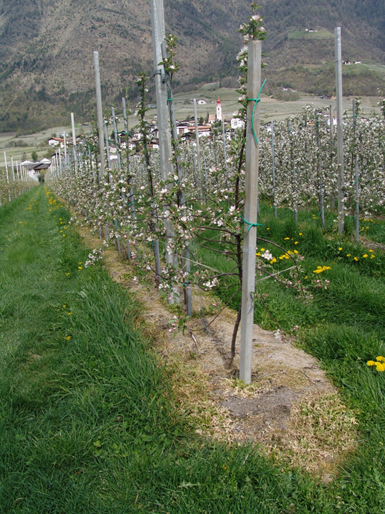 Glyphosateinsatz zum Freihalten der Baumscheibe auf einer Apfelplantage. (Bild Mnolf)