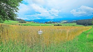 In Jahren wie 2024 treten agronomische Schwächen von Ostro und Oberkulmer besonders stark zu Tage. Ihre inneren Werte sprechen aber für sie.