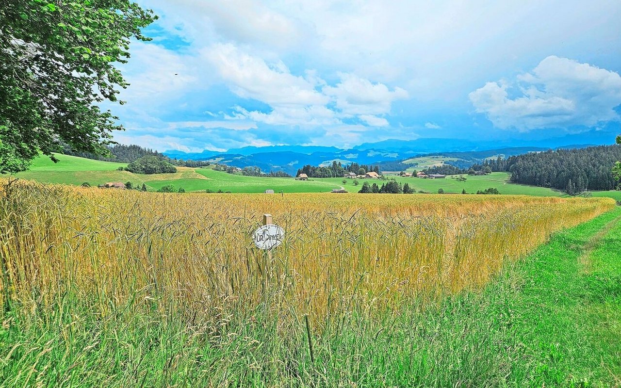 In Jahren wie 2024 treten agronomische Schwächen von Ostro und Oberkulmer besonders stark zu Tage. Ihre inneren Werte sprechen aber für sie.