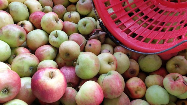 Ab sofort gibt es IP-Suisse-Äpfel und -Birnen bei Coop – Preisbonus von 10  Rappen 